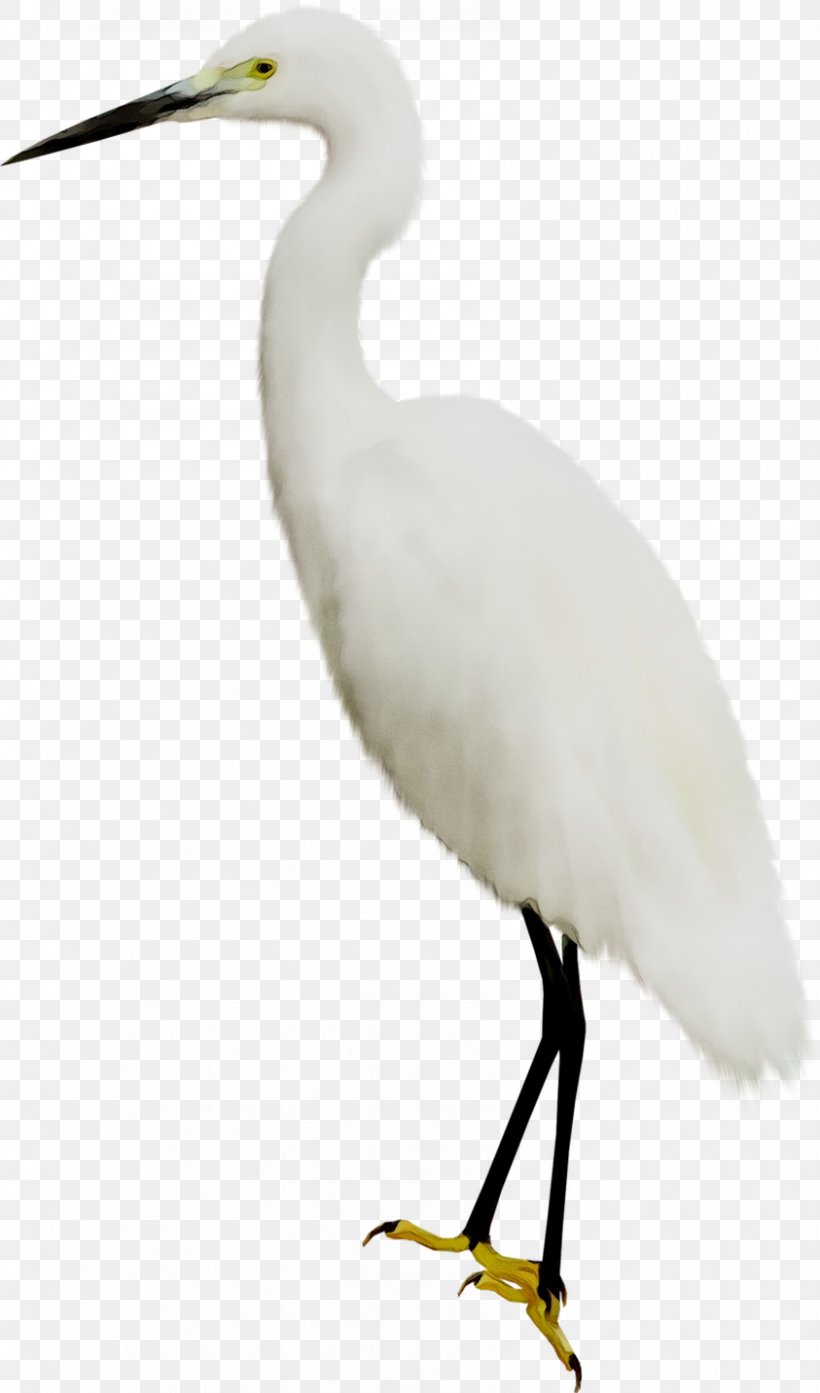 Great Egret White Stork Heron Bird Ibis, PNG, 843x1433px, Great Egret, Beak, Bird, Cattle Egret, Ciconiiformes Download Free