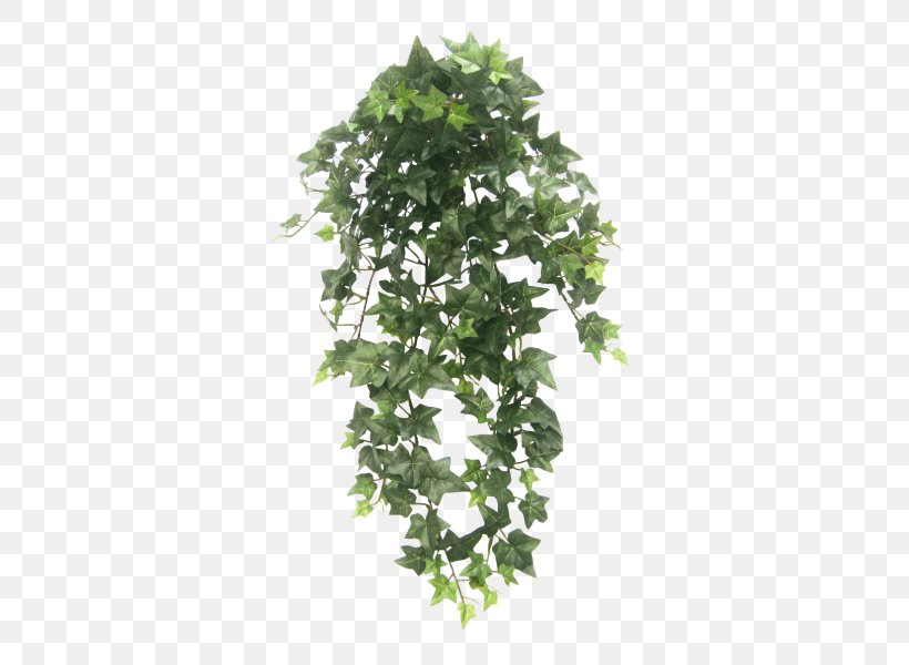 Hanging Basket Houseplant Vine Tree, PNG, 800x600px, Hanging Basket, Artificial Flower, Bougainvillea, Container Garden, Fern Download Free