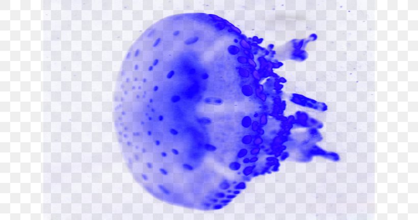 Jellyfish Starlight Lynx, PNG, 650x433px, Jellyfish, Background Light, Blue, Cobalt Blue, Color Download Free