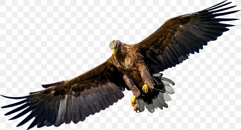 Bird Of Prey Bald Eagle, PNG, 2400x1300px, Bird, Accipitriformes, Bald Eagle, Beak, Bird Of Prey Download Free