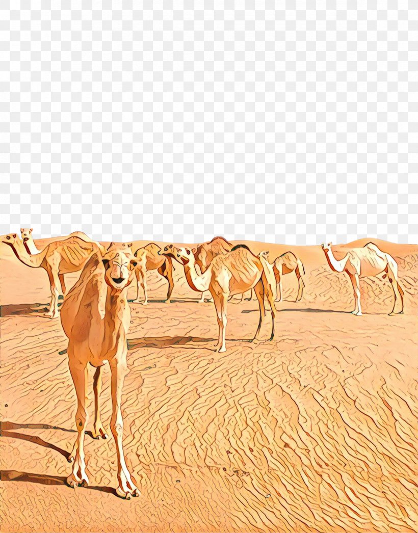 Dromedary Camel, PNG, 2350x3000px, Dromedary, Aeolian Landform, Arabian Camel, Camel, Camelid Download Free