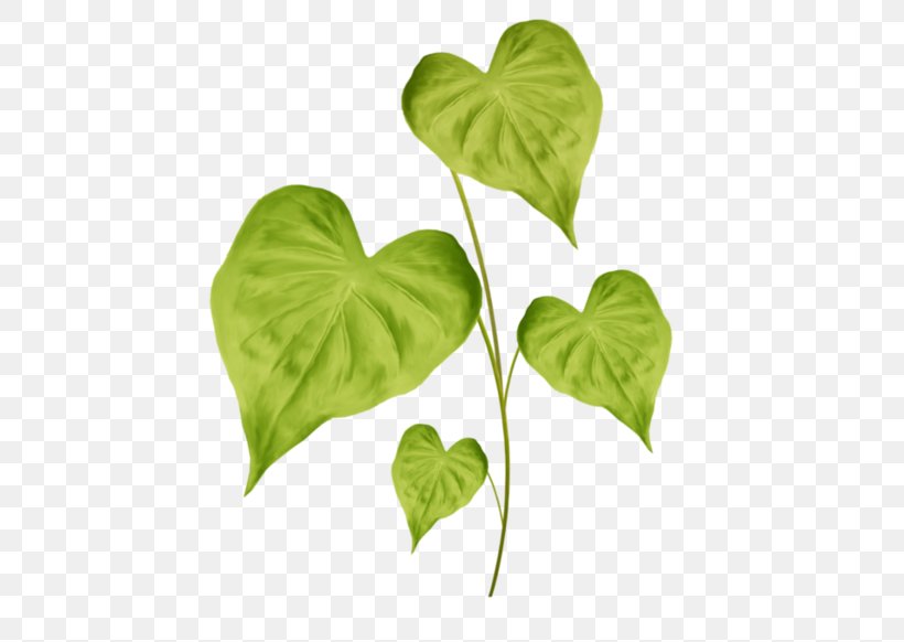 Leaf Plant Stem, PNG, 600x582px, Leaf, Green, Ivy, Plant, Plant Stem Download Free