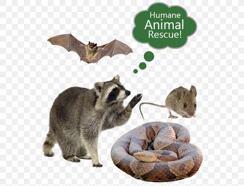 Raccoon Nuisance Wildlife Management Pest Control Cockroach, PNG, 542x625px, Raccoon, Animal, Bat, Carnivoran, Cat Download Free