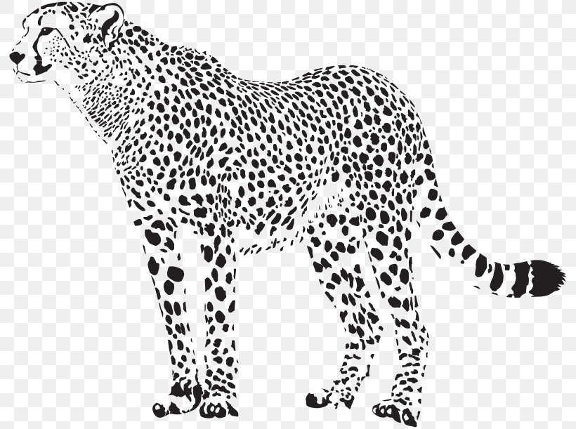 Cheetah Vector Graphics Illustration Image Leopard, PNG, 800x611px, Cheetah, Animal Figure, Area, Big Cats, Black And White Download Free