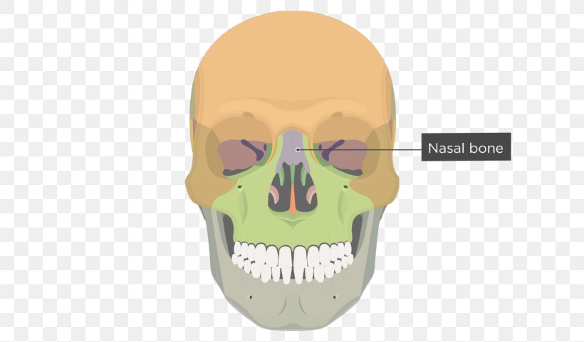 Frontal Process Of Maxilla Frontal Bone Skull Zygomatic Bone, PNG, 770x481px, Maxilla, Anatomy, Bone, Diagram, Face Download Free