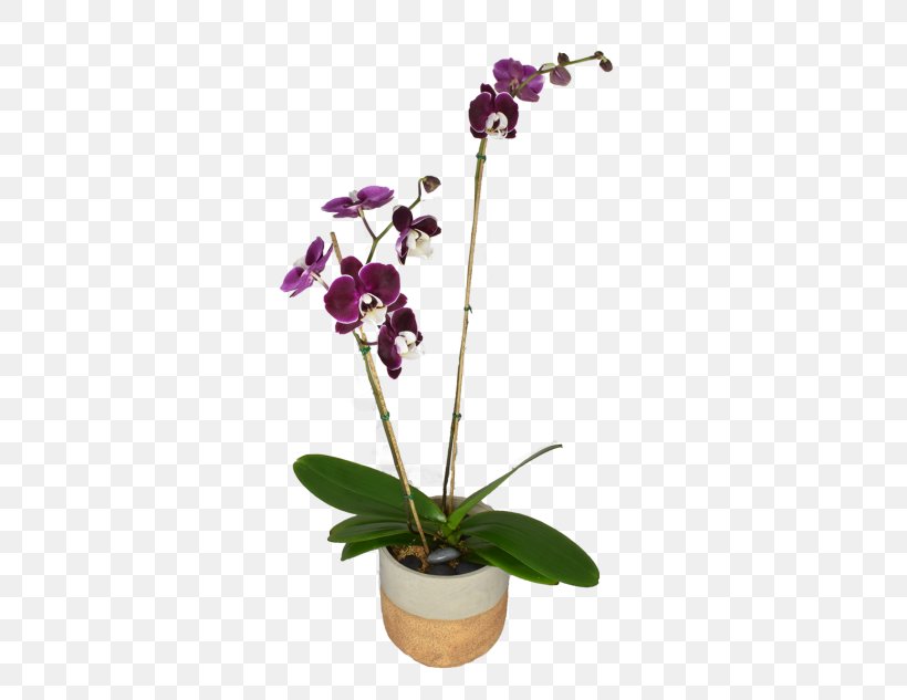 Moth Orchids Dendrobium Cut Flowers Flowerpot, PNG, 582x633px, Moth Orchids, Cut Flowers, Dendrobium, Flora, Flower Download Free