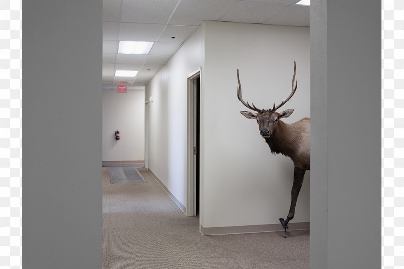 Museum Of Contemporary Photography Lucas Foglia: Human Nature A Natural Order Photographer, PNG, 1024x682px, Photography, Antler, Art, Deer, Exhibition Download Free