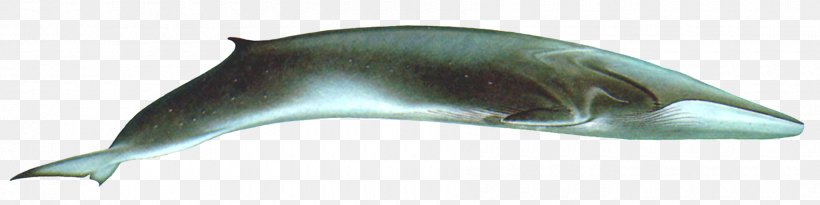 Tucuxi Porpoise Fin Whale Cetaceans Humpback Whale, PNG, 1800x450px, Tucuxi, Animal, Animal Figure, Antarctic Minke Whale, Baleen Download Free