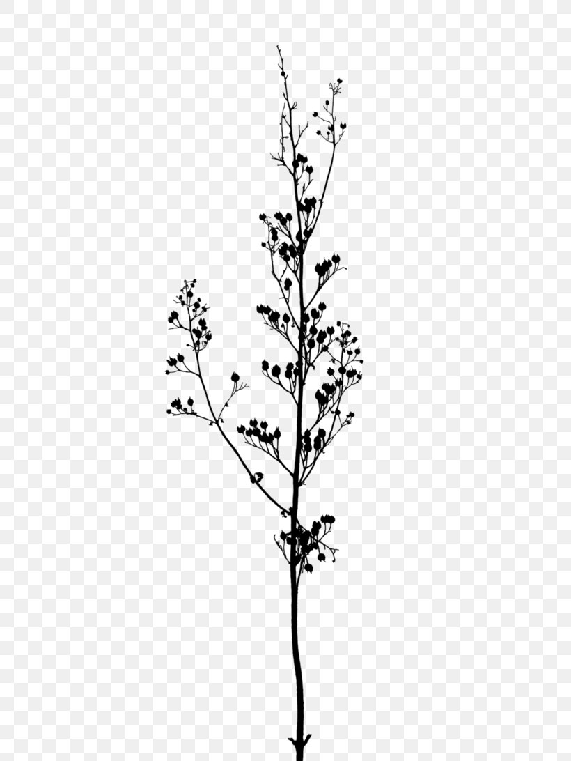 Twig Branch A Buddhist Spectrum Tree, PNG, 732x1092px, Twig, Black And ...