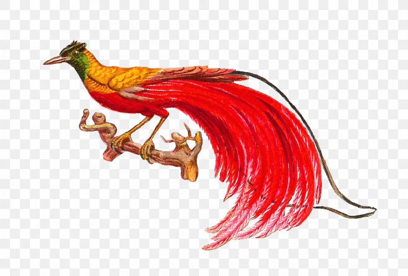 Bird-of-paradise Clip Art, PNG, 1165x789px, Bird, Beak, Birdofparadise, Chicken, Drawing Download Free