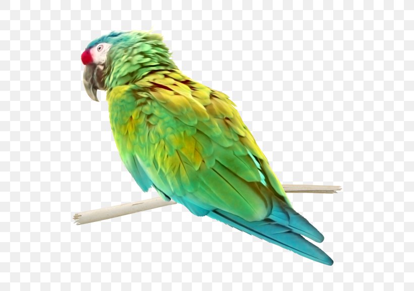 Budgerigar Lovebird Parrot Macaw, PNG, 600x577px, Budgerigar, Animal, Beak, Bird, Common Pet Parakeet Download Free