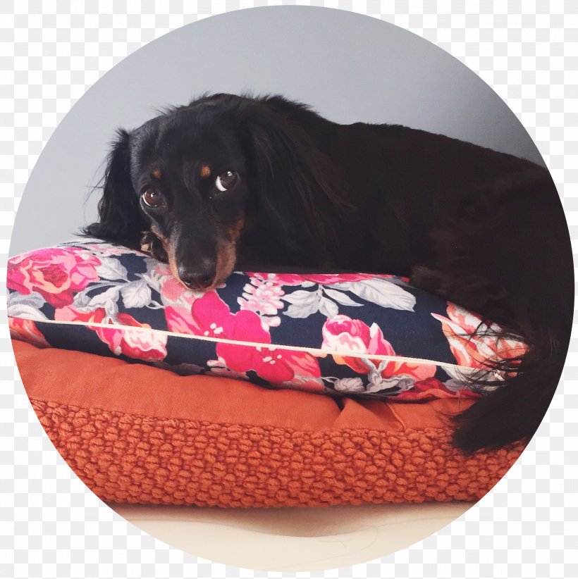 Dog Breed Puppy Bed, PNG, 2046x2053px, Dog Breed, Bed, Breed, Dog, Dog Bed Download Free
