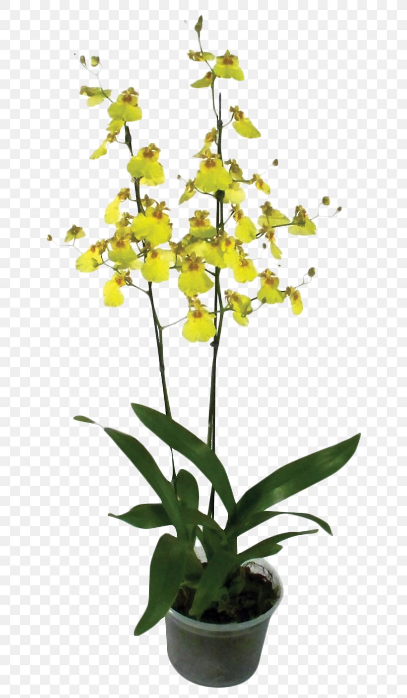 Flower Plant Dancing-lady Orchid Flores De Corte Dendrobium, PNG, 709x1407px, Flower, Dancinglady Orchid, Dendrobium, Discount Store, Empresa Download Free