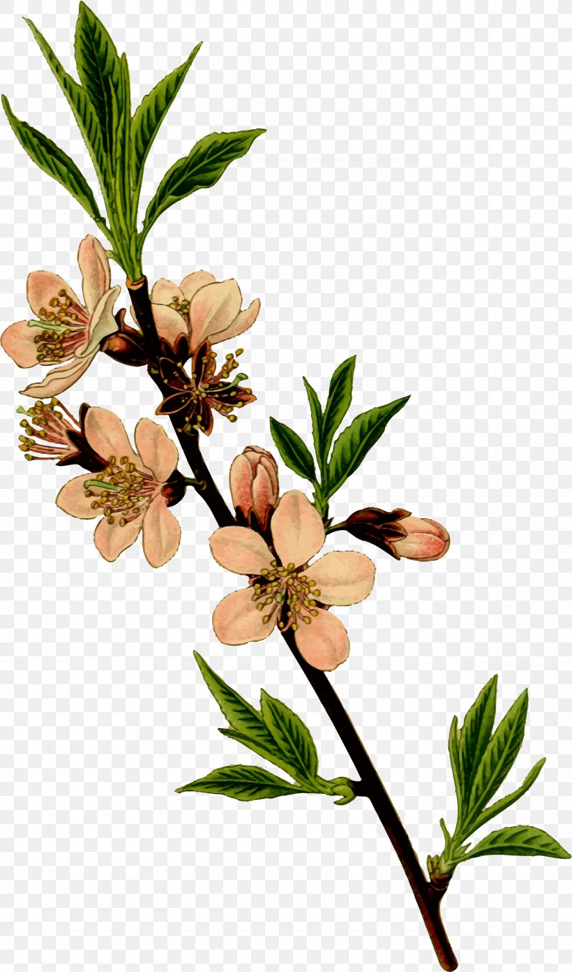 Almond Drawing Clip Art, PNG, 1386x2354px, Almond, Blossom, Botanical Illustration, Branch, Drawing Download Free