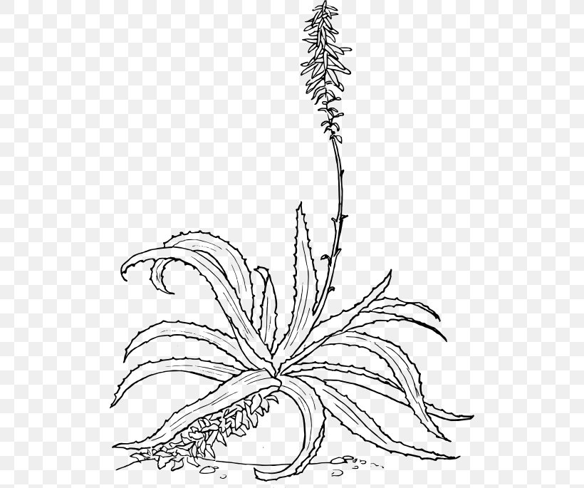 Aloe Vera Drawing Botanical Illustration, PNG, 512x685px, Aloe Vera, Aloe, Aloe Arborescens, Area, Artwork Download Free
