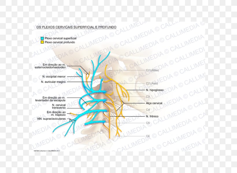Cervical Plexus Cervical Vertebrae Ansa Cervicalis Great Auricular Nerve, PNG, 600x600px, Watercolor, Cartoon, Flower, Frame, Heart Download Free