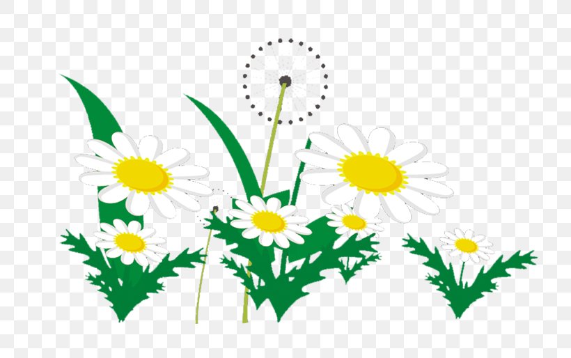 Common Dandelion Chrysanthemum Clip Art, PNG, 725x514px, Common Dandelion, Animation, Border, Branch, Chrysanthemum Download Free