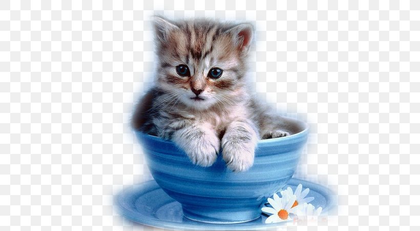 Kitten Persian Cat Cuteness Cup Black Cat, PNG, 600x450px, Kitten, American Shorthair, Animal, Aspect Ratio, Black Cat Download Free