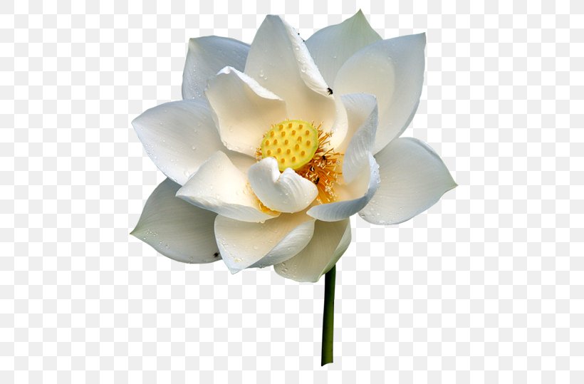 Nelumbo Nucifera White RGB Color Model, PNG, 500x539px, Nelumbo Nucifera, Aquatic Plant, Color, Cut Flowers, Flower Download Free