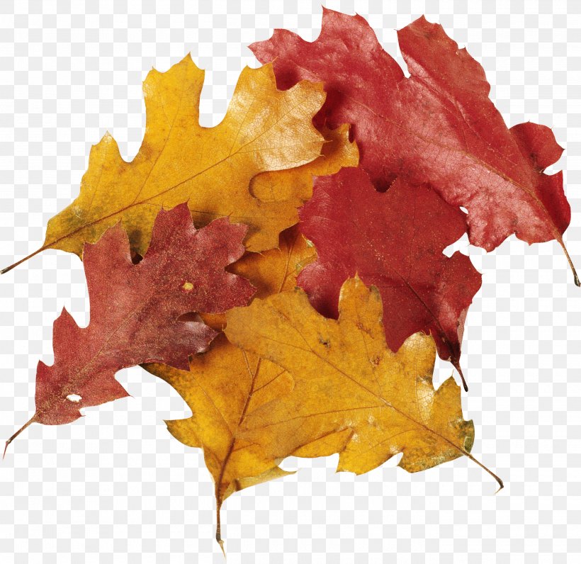Oak Leaf Cluster Clip Art, PNG, 2700x2623px, Leaf, Autumn, Chart, Digital Image, Information Download Free