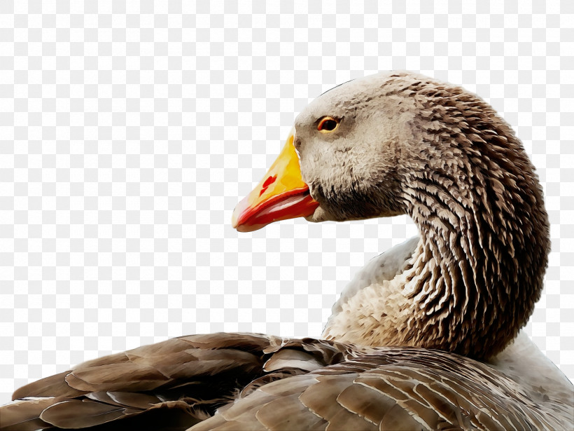 Bird Beak Water Bird Duck Ducks, Geese And Swans, PNG, 1920x1440px, Goose, Adaptation, American Black Duck, Animal, Beak Download Free