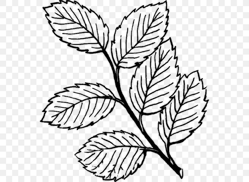 Leaf Clip Art, PNG, 558x600px, Leaf, Art, Autumn Leaf Color, Black And White, Branch Download Free