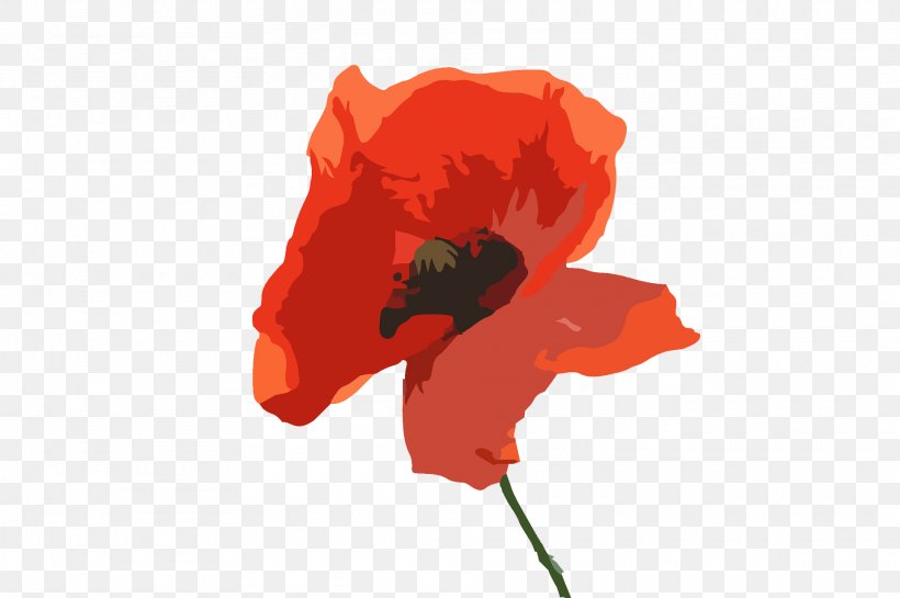 Orange, PNG, 1920x1278px, Red, Coquelicot, Corn Poppy, Flower, Orange Download Free