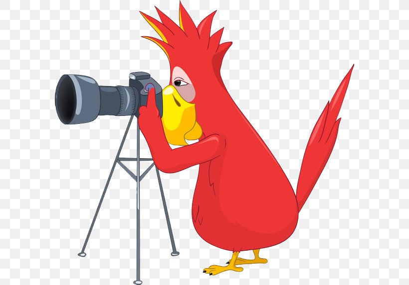 Photographer Stock Photography Clip Art, PNG, 600x573px, Photographer, Beak, Bird, Cartoon, Chicken Download Free