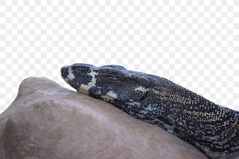 Boa Constrictor Boas, PNG, 1920x1280px, Boa Constrictor, Boas Download Free