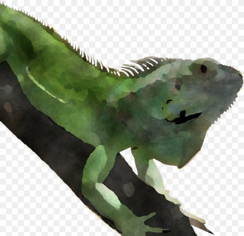 Green Iguana Iguana Green Lizard Iguanidae, PNG, 1063x1029px, Green Iguana, Chameleon, Gecko, Green, Iguana Download Free