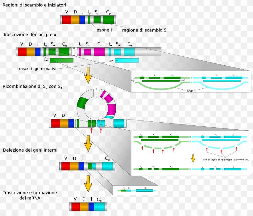 Isotype Antibody Immunoglobulin Class Switching V(D)J Recombination B Cell, PNG, 2323x1988px, Isotype, Antibody, Area, B Cell, Brand Download Free