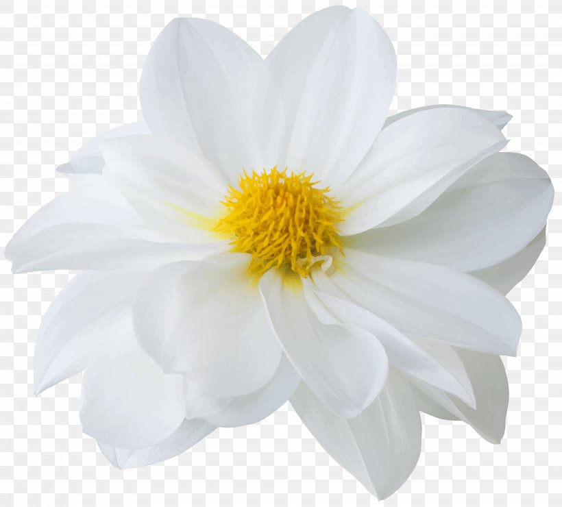 Chrysanthemum Dahlia, PNG, 8000x7223px, Chrysanthemum, Dahlia, Daisy Family, Flower, Flowering Plant Download Free