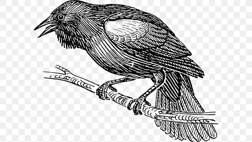 Common Blackbird Drawing Clip Art, PNG, 600x463px, Bird, Art, Beak, Bird Flight, Bird Of Prey Download Free