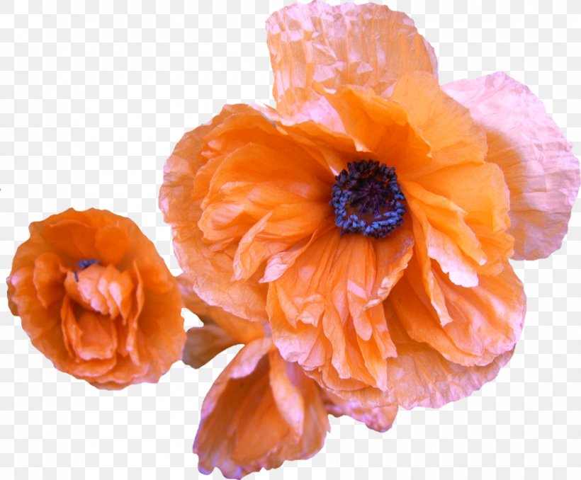 Common Poppy Flower Orange, PNG, 900x745px, Poppy, Common Poppy, Flower, Orange, Papaveraceae Download Free