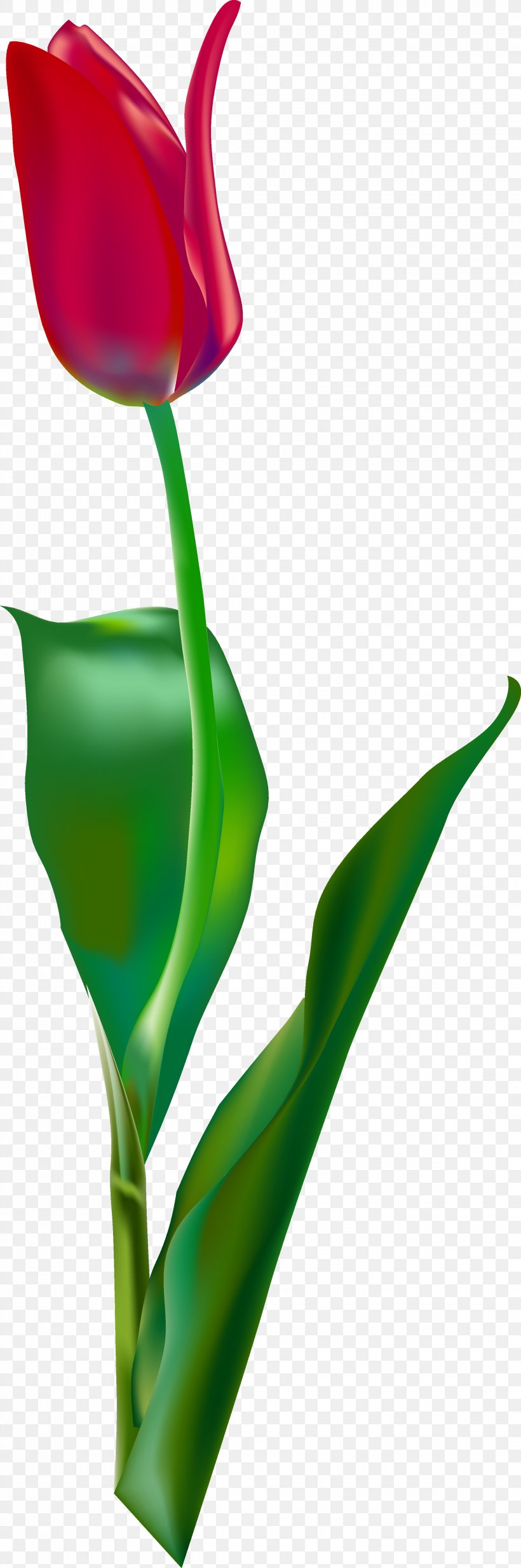 Euclidean Vector Tulip, PNG, 2244x6750px, Tulip, Bud, Close Up, Flora, Floral Design Download Free