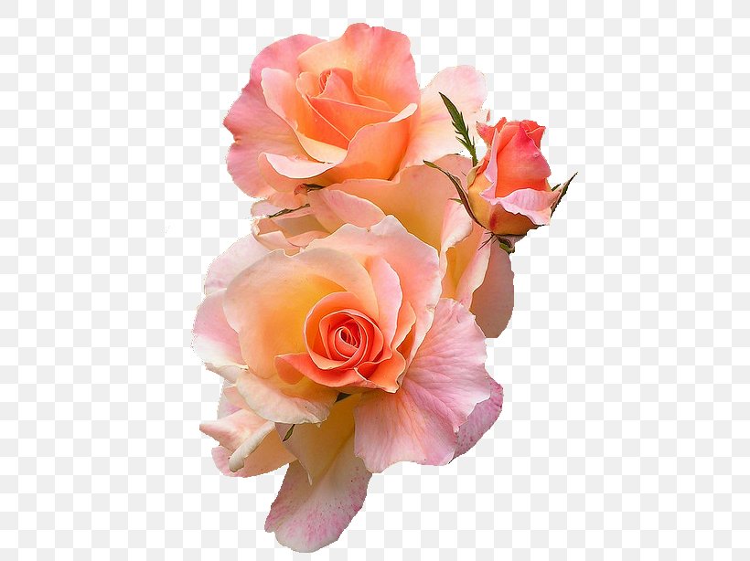 Flower T-shirt Peach Rose Color, PNG, 480x614px, Flower, Artificial Flower, Blue, Blue Rose, Color Download Free