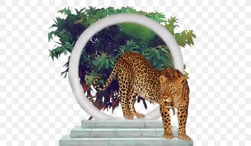 Leopard Felidae Jaguar Blog Cheetah, PNG, 557x478px, Leopard, Animal, Big Cats, Blog, Carnivoran Download Free