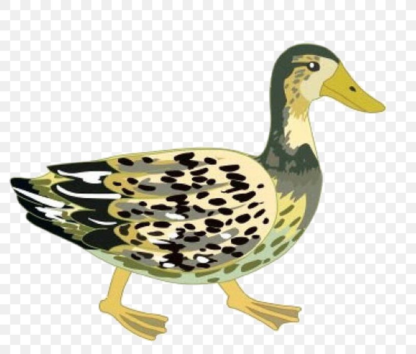 Mallard Duck Goose Drawing, PNG, 800x698px, Mallard, Alexandre Pato, Animation, Beak, Bird Download Free