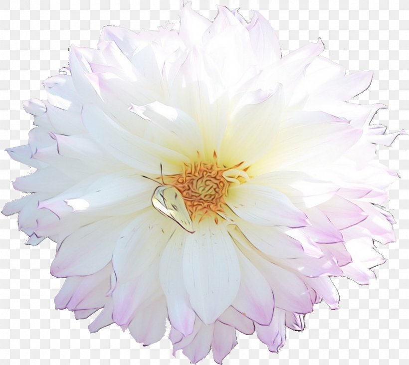Chrysanthemum Rose Family Cut Flowers Petal, PNG, 1200x1072px, Chrysanthemum, Aster, Chrysanths, Cut Flowers, Daisy Family Download Free