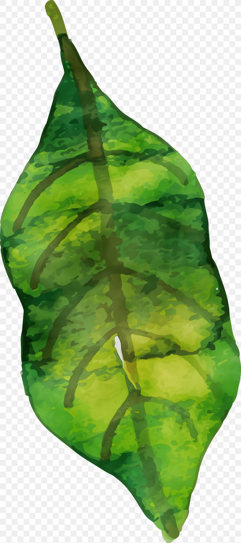 Leaf Green Plant Structure Science Plants, PNG, 1335x3000px, Watercolor Autumn, Biology, Colorful Leaf, Green, Leaf Download Free