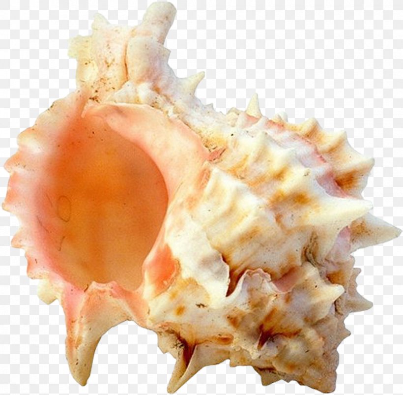 Seashell Mollusc Shell Clip Art, PNG, 1020x1000px, Seashell, Animal Source Foods, Conch, Conchology, Coral Download Free