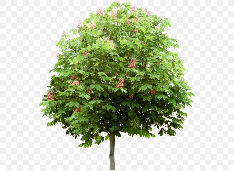 Tree Shrub Information, PNG, 560x600px, Tree, Branch, Data, Evergreen, Green Download Free