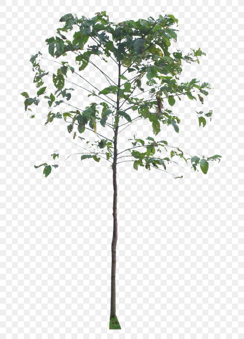Twig Plant Stem Leaf, PNG, 702x1139px, Twig, Branch, Leaf, Plant, Plant Stem Download Free