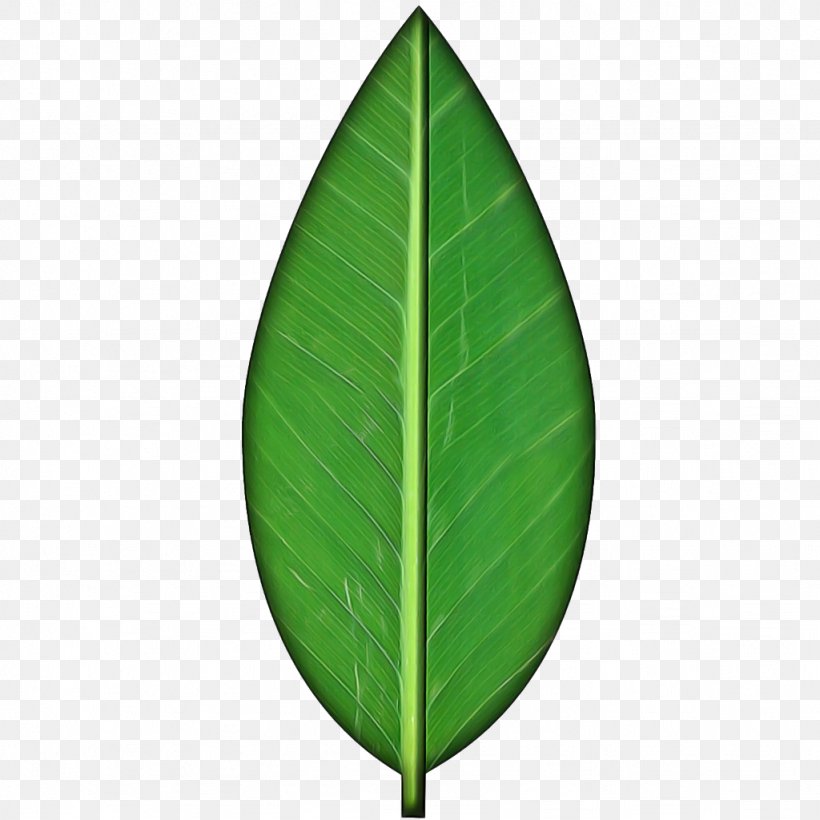 Banana Leaf, PNG, 1024x1024px, Green, Banana Leaf, Flower, Leaf, Plant Download Free