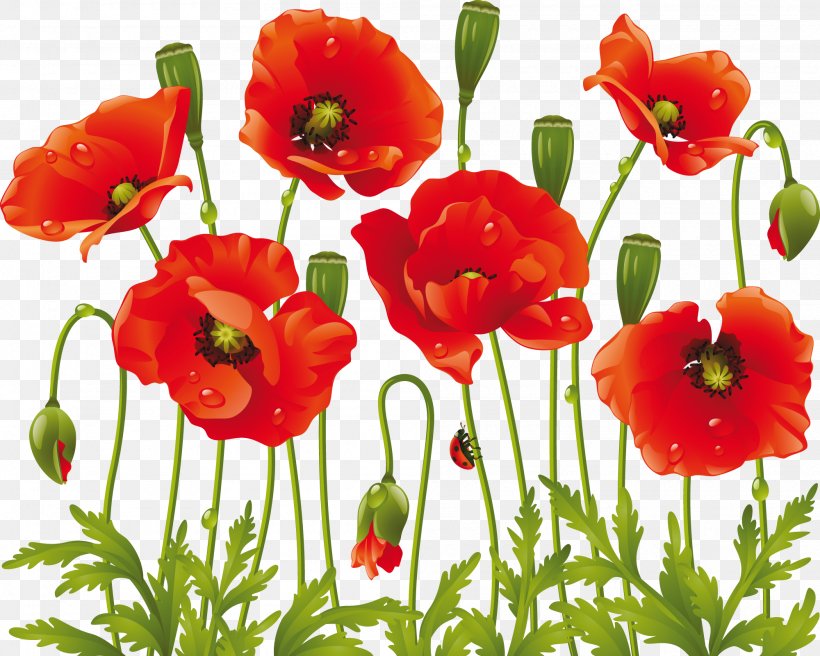 Common Poppy Clip Art Flower Drawing, PNG, 2000x1601px, Poppy, Annual Plant, Common Daisy, Common Poppy, Coquelicot Download Free