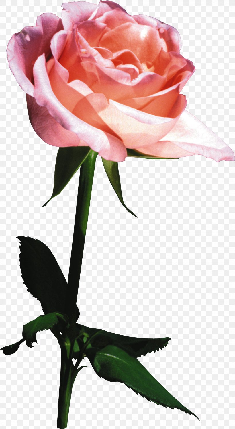 Garden Roses Cabbage Rose Cut Flowers Floral Design, PNG, 2129x3875px, Garden Roses, Bud, Cabbage Rose, Cut Flowers, Floral Design Download Free