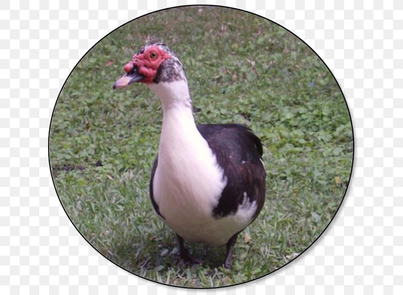 Muscovy Duck Mallard American Pekin Bird, PNG, 640x600px, Duck, American Pekin, Anas, Beak, Bird Download Free