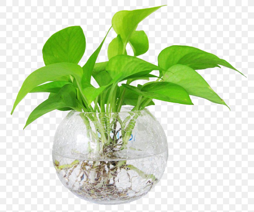 Devil's Ivy Ornamental Plant Water Hydroponics Leaf, PNG, 800x685px, Ornamental Plant, Algae, Crop, Flowerpot, Hard Water Download Free