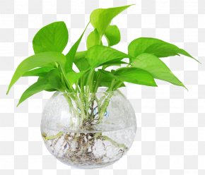 Water - Devil's Ivy Ornamental Plant Water Hydroponics Leaf PNG