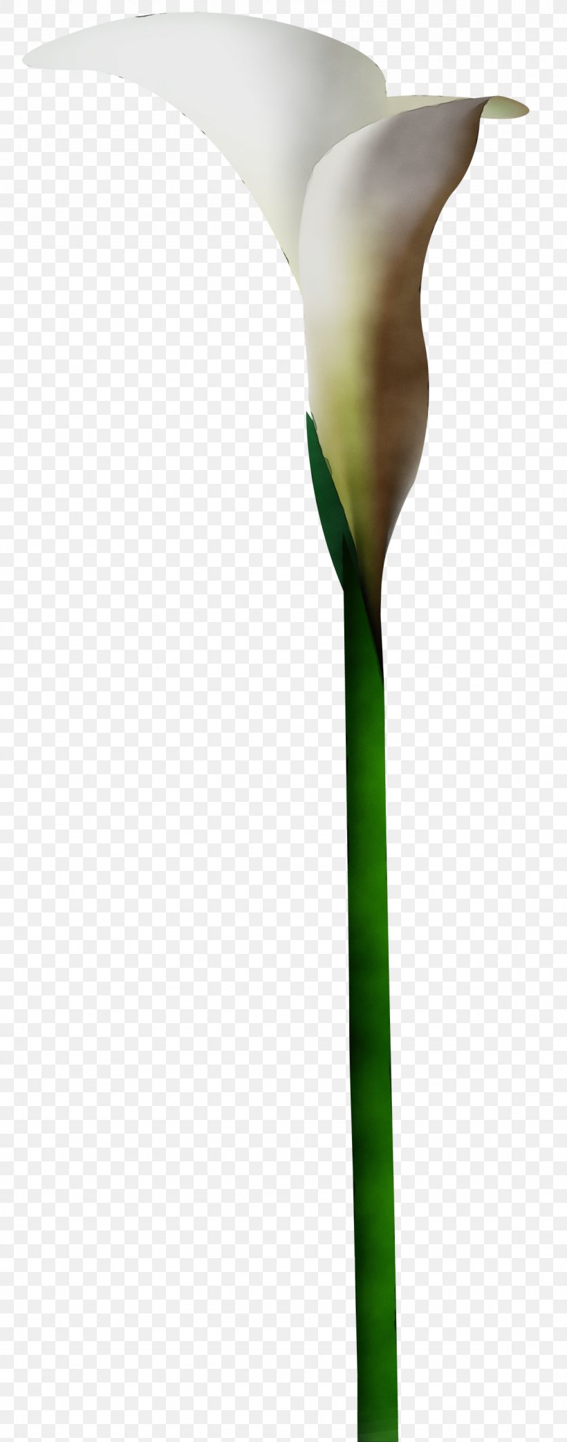 Green Plant Stem Flower Plant Leaf, PNG, 1179x3000px, Watercolor, Arum Family, Bud, Flower, Green Download Free